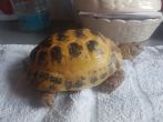 Rehomed....Horsfield : Male approx 6 years old (Sam)